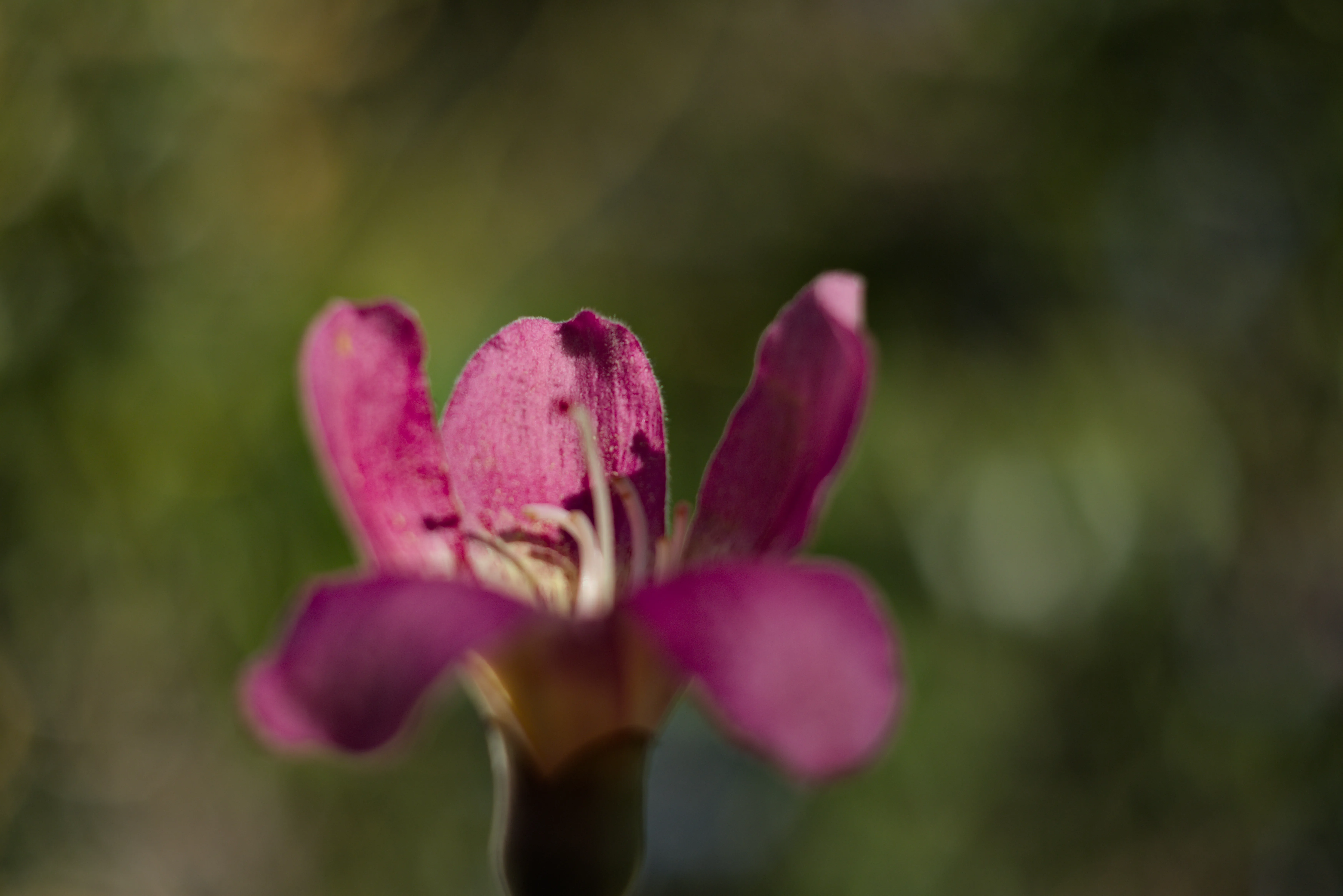 Meyer-Optik Görlitz Primagon 35mm f4.5 (M42) - _I4A0006.webp